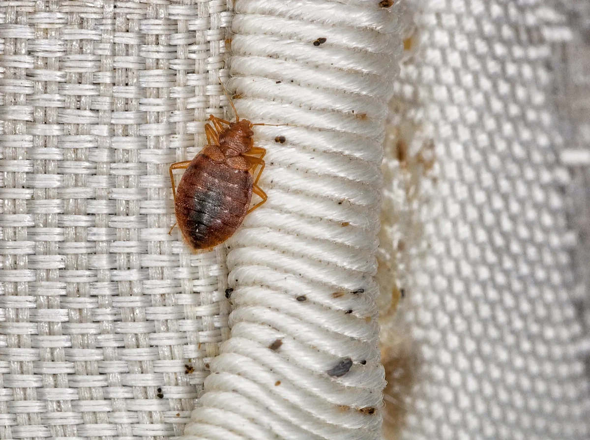 Cimici dei Letti (Cimex lectularius) - Guida riconoscimento One Pest