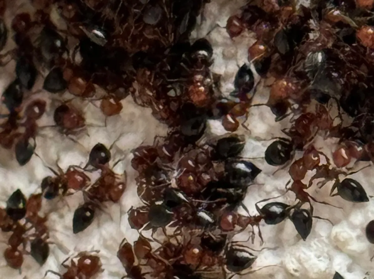 Formiche e Formiche del Legno (Lasius niger · Camponotus ligniperda · Monomorium pharaonis) - Guida riconoscimento One Pest