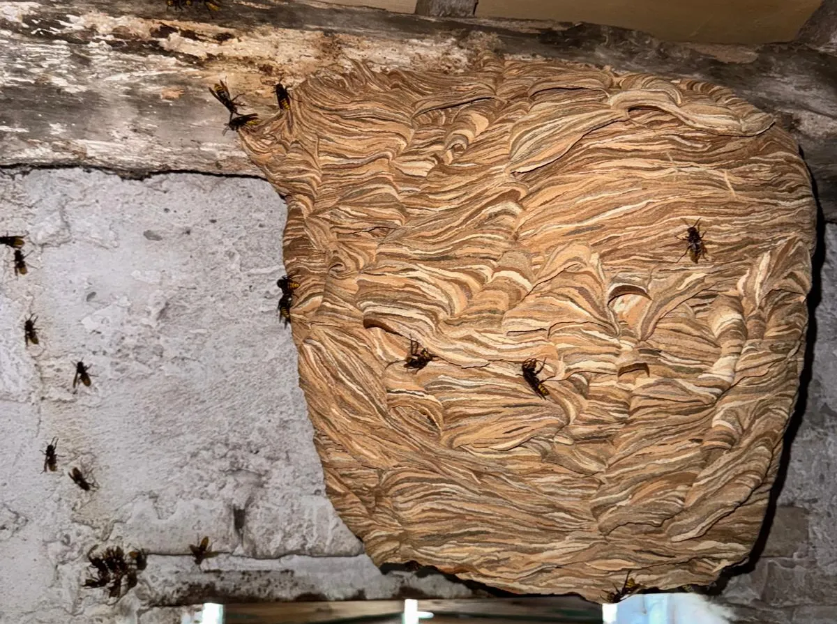 Vespe e Calabroni (Polistes dominula · Vespa crabro · Vespa velutina) - Guida riconoscimento One Pest