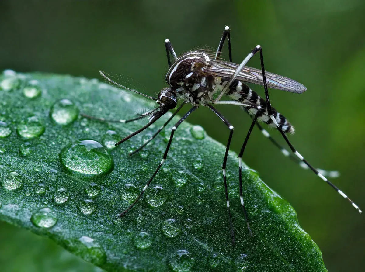 Zanzara Tigre, Zanzara Comune e Flebotomi (Aedes albopictus · Culex pipiens · Phlebotomus) - Guida riconoscimento One Pest