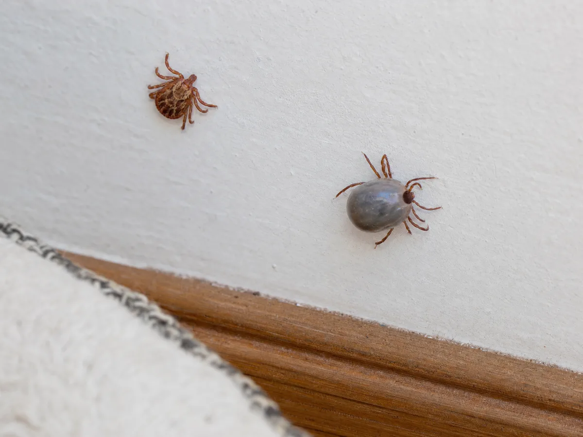 Pulci e Zecche (Ctenocephalides felis · Pulex irritans · Rhipicephalus sanguineus · Argas reflexus) - Guida riconoscimento One Pest